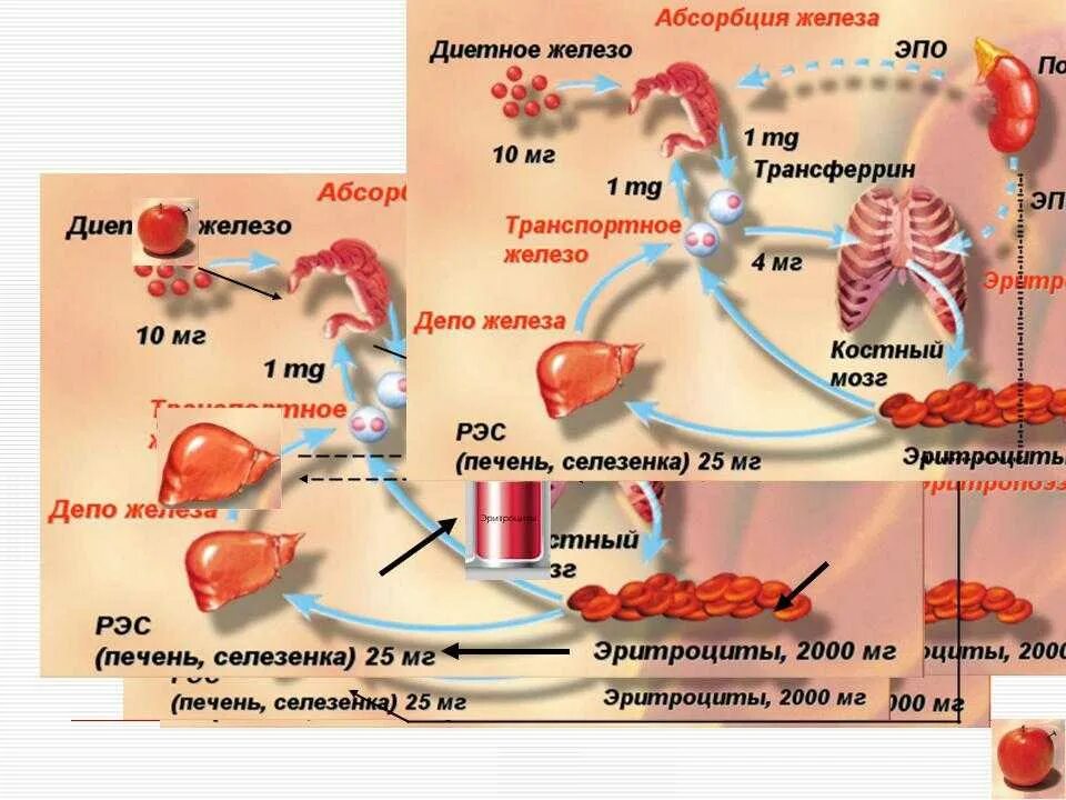 Органы участвующие в белковом обмене. Обмен железа в организме. Схема метаболизма железа в организме. Нормальный обмен железа. Транспорт железа в организме.