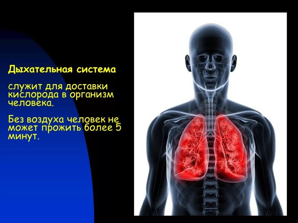 Кислород в организме человека. Человек дышит кислородом. Кислород в теле человека. Кислород в человеческом организме. Организмы без кислорода способные
