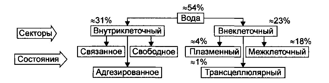 Свободная вода в организме. Распределение жидкости в организме схема. Распределение воды в организме таблица. Схема распределения воды в организме. Распределение и состояние воды в организме человека.