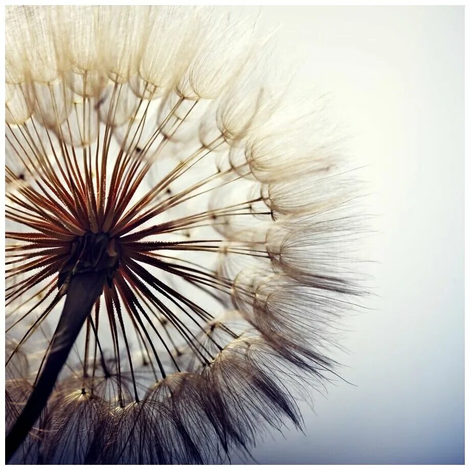 одуванчик черно белый. постер одуванчик в скандинавском стиле. постеры одуванчики на стену. постер одуванчики. постеры для интерьера одуванчики.