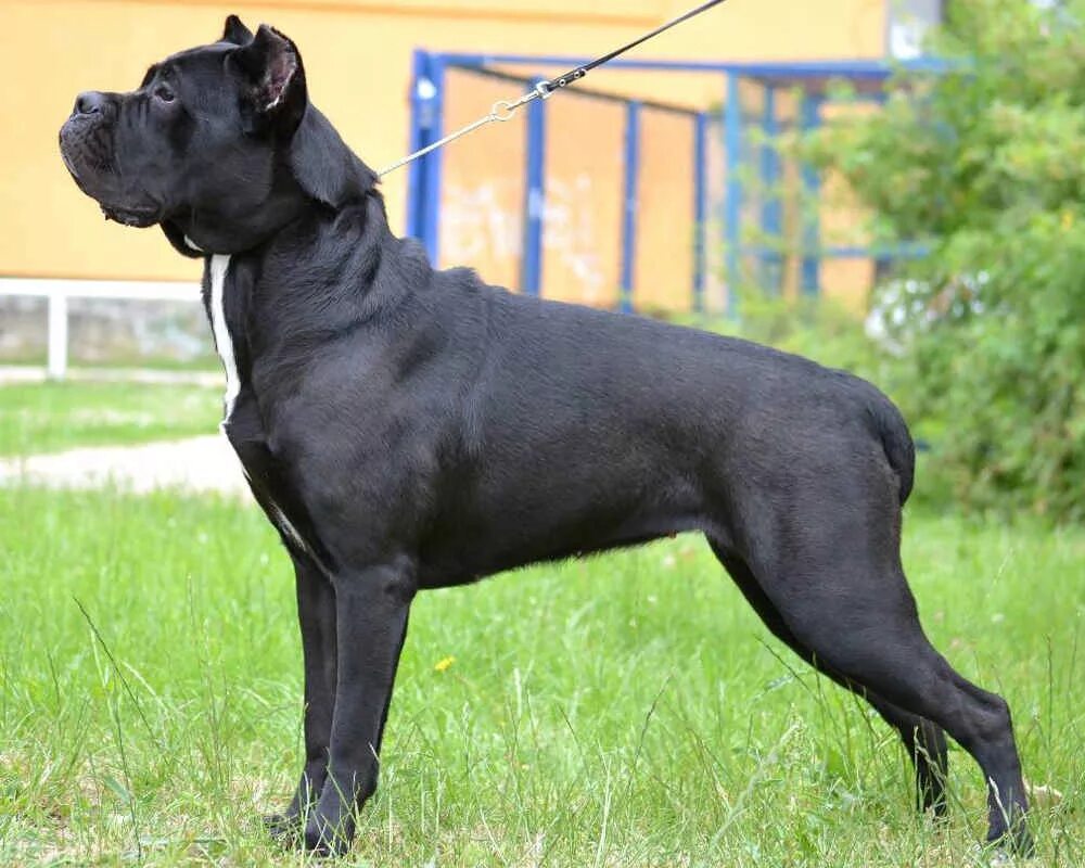 Кане Корсо. Кане Корсо собака. Порода собак ана Корса. Итальянская порода собак Кане Корсо.