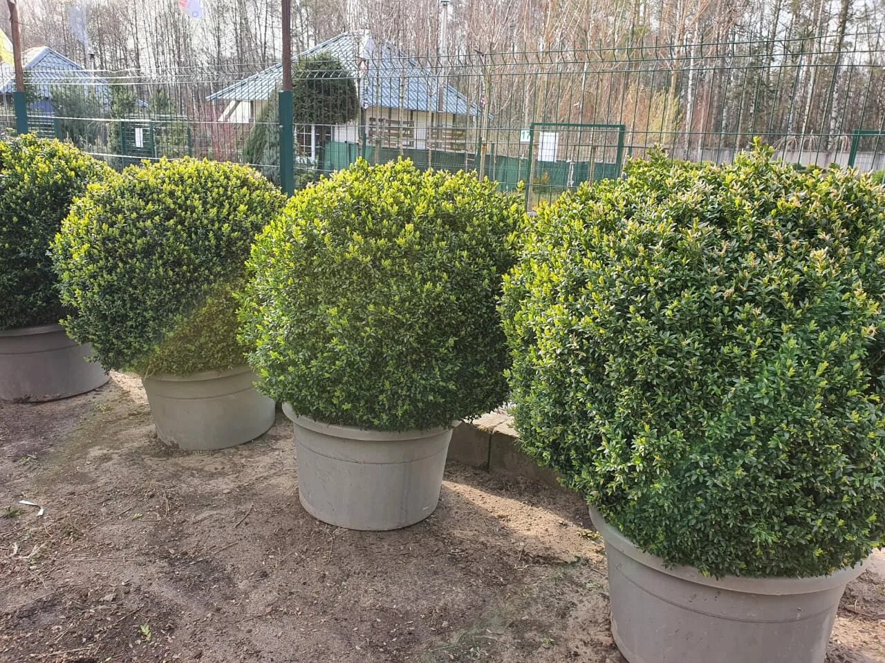 Самшит как ухаживать. Самшит Buxus. Самшит Винтер джем. Самшит Буксус вечнозеленый. Самшит вечнозеленый Ауреа.