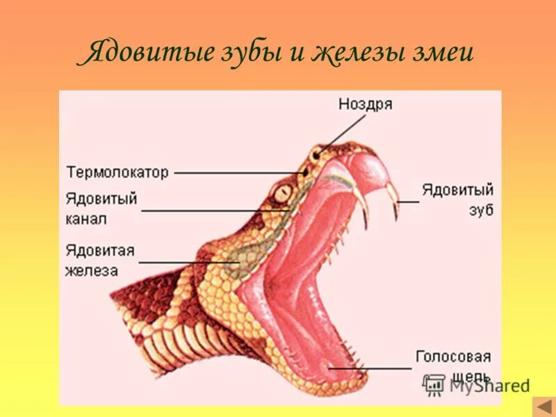 Легкие у змей. Пресмыкающиеся челюсть строение. Анатомия ядовитой змеи.