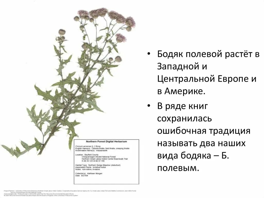Осот розовый бодяк полевой. Бодяк полевой это покрытосеменные или голосеменные. Бодяк полевой это покрытосеменные или голосеменные. Бодяк полевой (cirsium arvense). Бодяк полевой (осот).