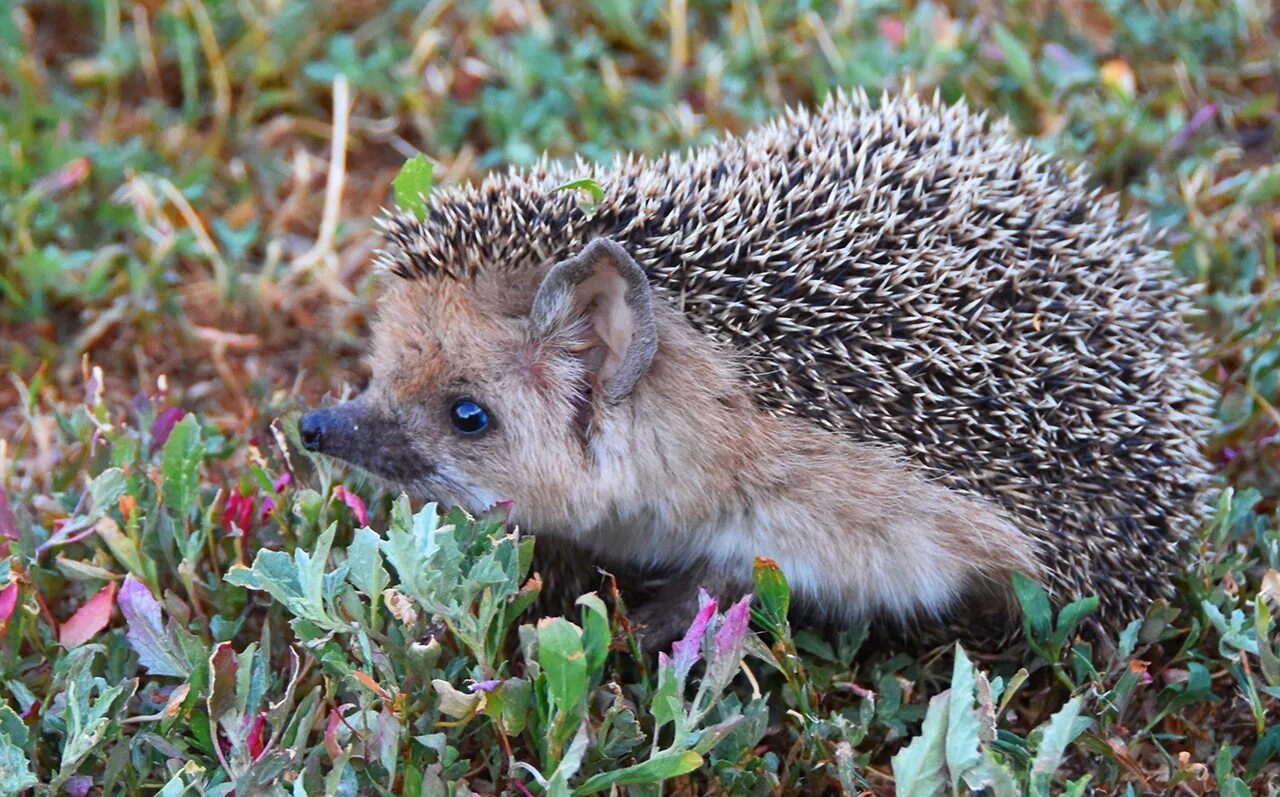 Обыкновенная гимнура. Обыкновенный тенрек. Полосатый тенрек. Обыкновенный тенрек. Ежевых или ежовых.