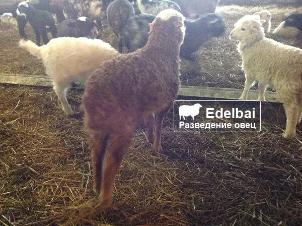 Овца. Мериносягнята. Игрушка баран. Бараны породы дорпер. Плюшевый барашек.