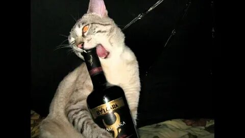 Давай выпьем за жизнь