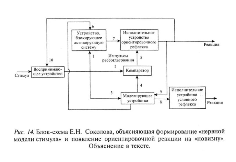 Стимулы и внимание. Нервная модель стимула е.н Соколов. Концепция нервной модели стимула е.н. Соколова.. Ориентировочный рефлекс. Генерализованный Ориентировочный рефлекс.