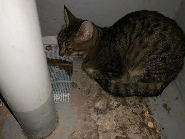 Кошка гадит в доме. Кошка гадит. кошки гадят в подъезде. гадил в подъезде кот. кот на нарах.