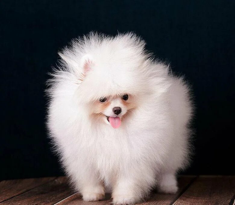 померанский шпиц 4 месяца. шпиц 3. шпиц 3. померанский шпиц купается. малый немецкий шпиц кремовый.