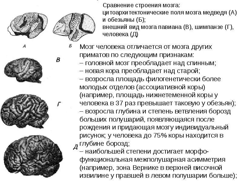 Сравните строение больших полушарий головного мозга. Головной мозг человекообразных обезьян. Строение мозга человекообразной обезьяны. Строение головного мозга приматов. Отличия мозга человека и обезьяны.