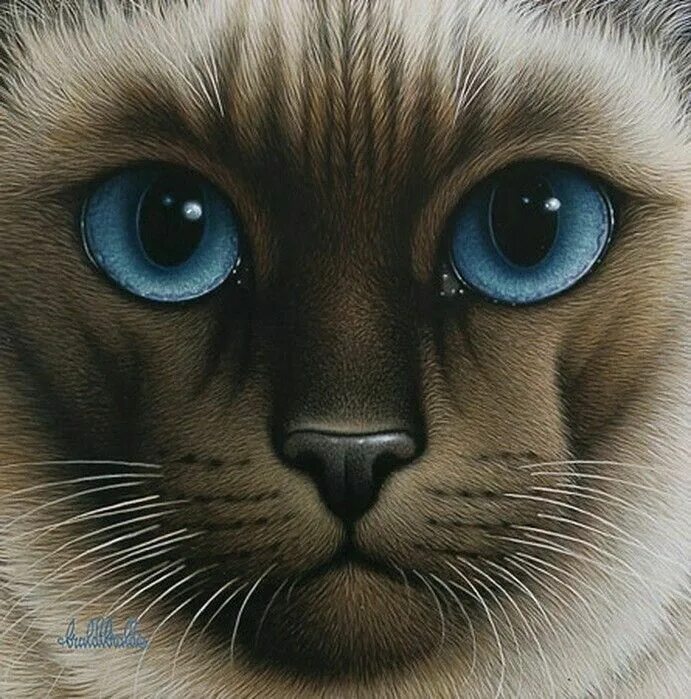 Милые глаза животных. Braldt bralds. braldt bralds картины. глаза кошки. кошачий глаз.