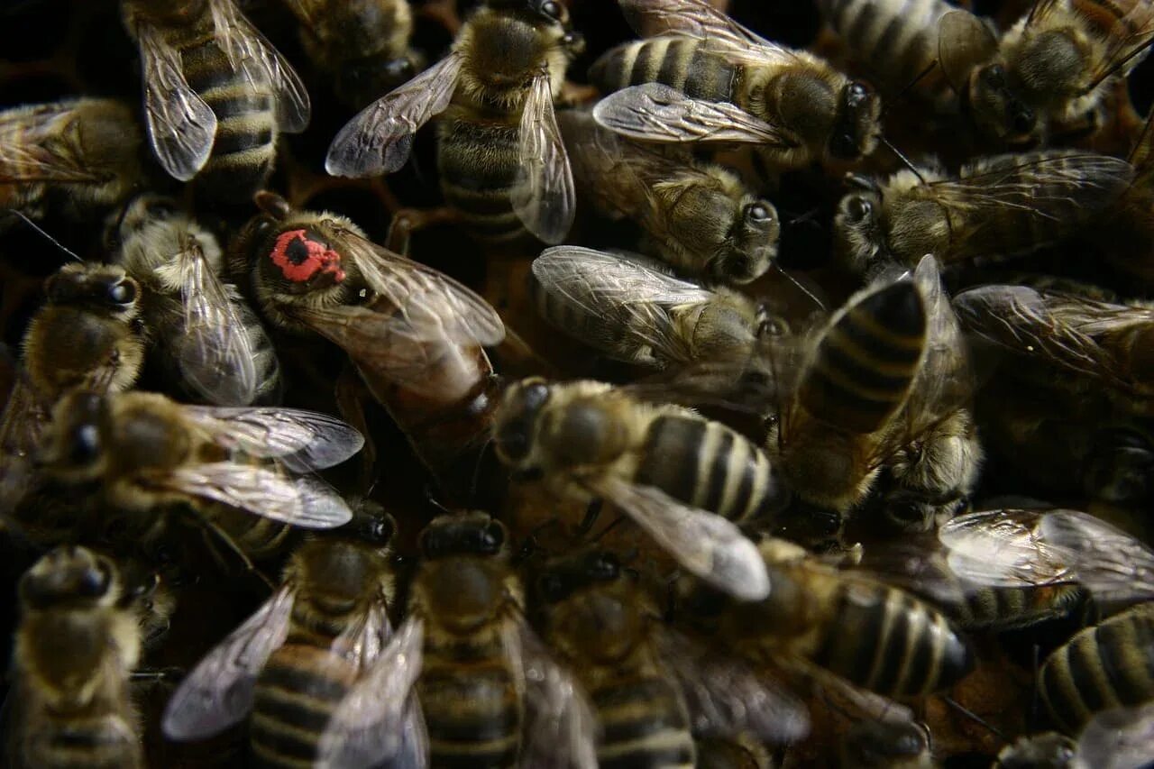 Как можно стать пчелой. Пчеломатка Карника. Пчела Бакфаст. Королева медоносных пчел. Пчела Королева матка.