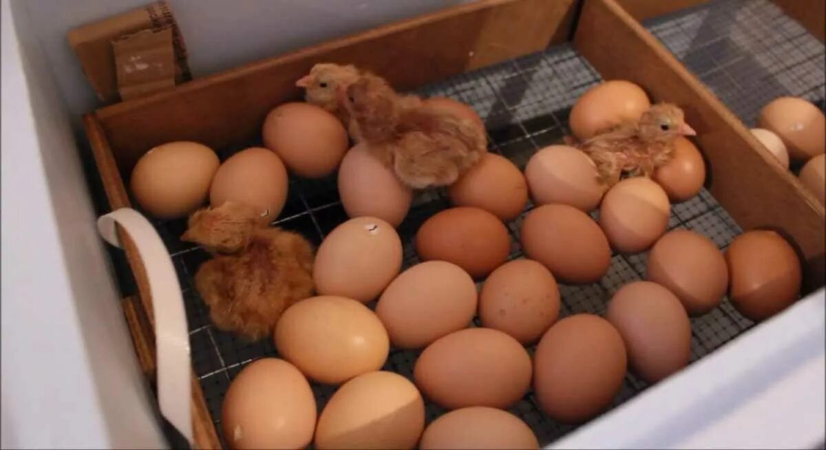 В каких яйцах есть цыплята. Инкубационное яйцо кур инкубация. Вылупление цыплят в инкубаторе. Яйца цыплята Инкубаторная. Инкубатор с яйцами и цыплятами.