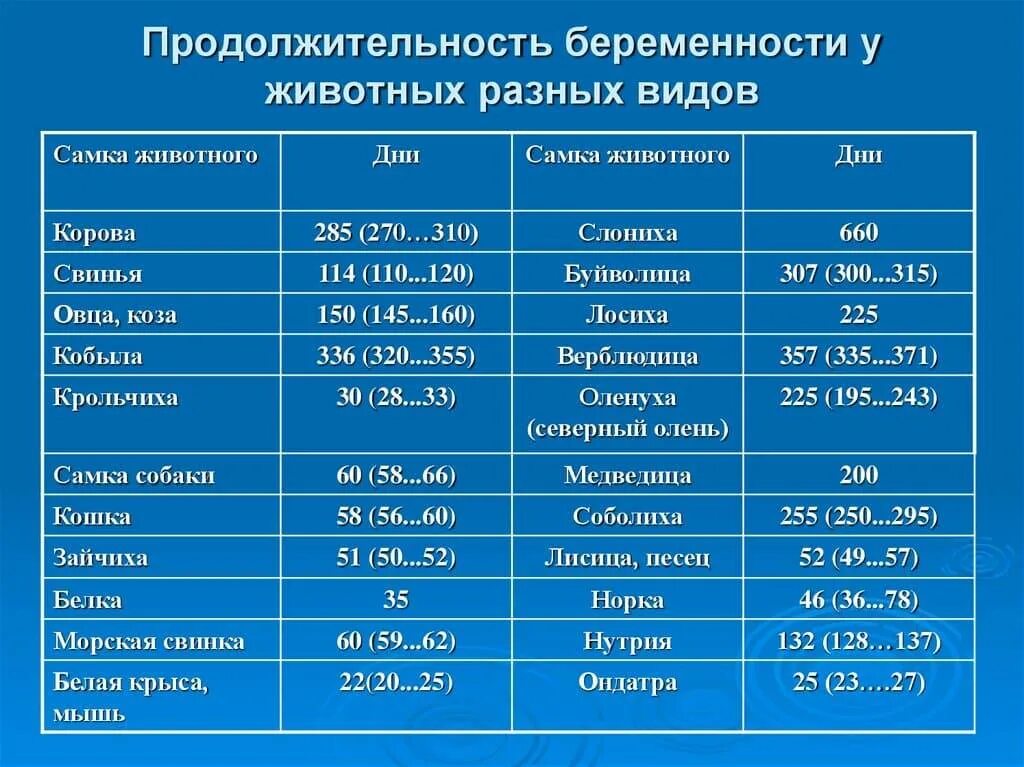 Сроки беременности у животных. Сроки беременности у разных видов животных. Сроки беременности у животных таблица. Продолжительность беременности у животных таблица.