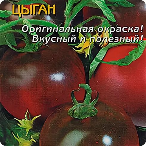 Сорт помидор цыган. Томат цыган сиб сад. Семена томат цыган. Сорт цыган томат. Сорт помидор цыган.