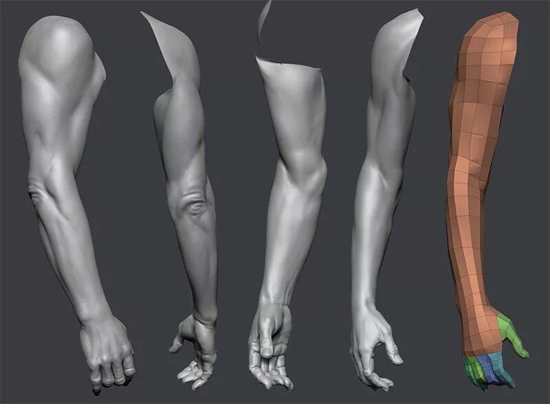 Female arm. Анатомия предплечья 3d. Плечо референс анатомия. Мужская рука анатомия. Кисть 3d модель.