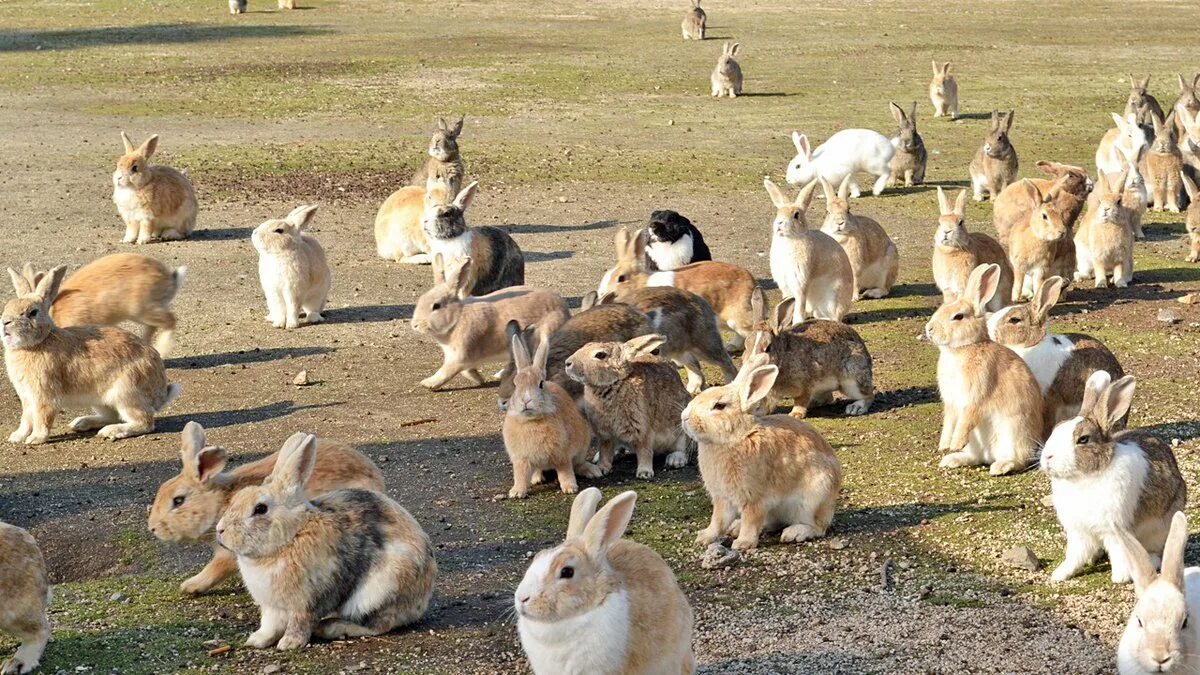 Много зайки. Остров Окуносима Япония. Остров кроликов Окуносима. Остров кроликов в Японии. Кролики в Австралии Нашествие.