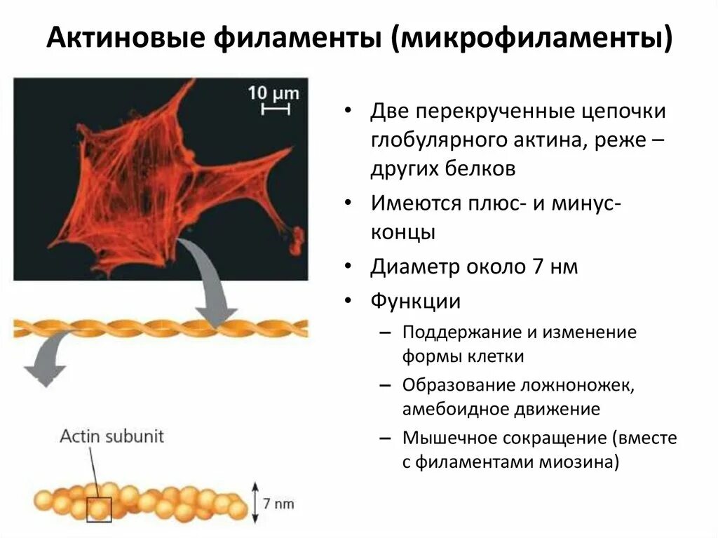 Белки непосредственно участвующие в осуществлении амебоидного движения