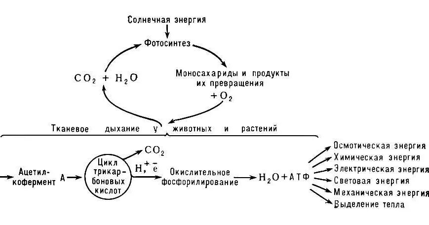 Преобразование энергии атф в энергию глюкозы. Схема тканевого дыхания биохимия. Активатор ферментов тканевого дыхания. Процесс тканевого дыхания биохимия. Цепь тканевого дыхания биохимия схема.
