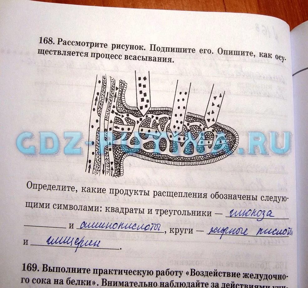 Биология 8 класс рабочая тетрадь агафонова. Гдз по биологии 8 класс рабочая тетрадь Сонина. Рабочая тетрадь по биологии 8 класс Сонин. Процесс всасывания рисунок подпишите его. Гдз по биологии 8 рабочая тетрадь Сонин.