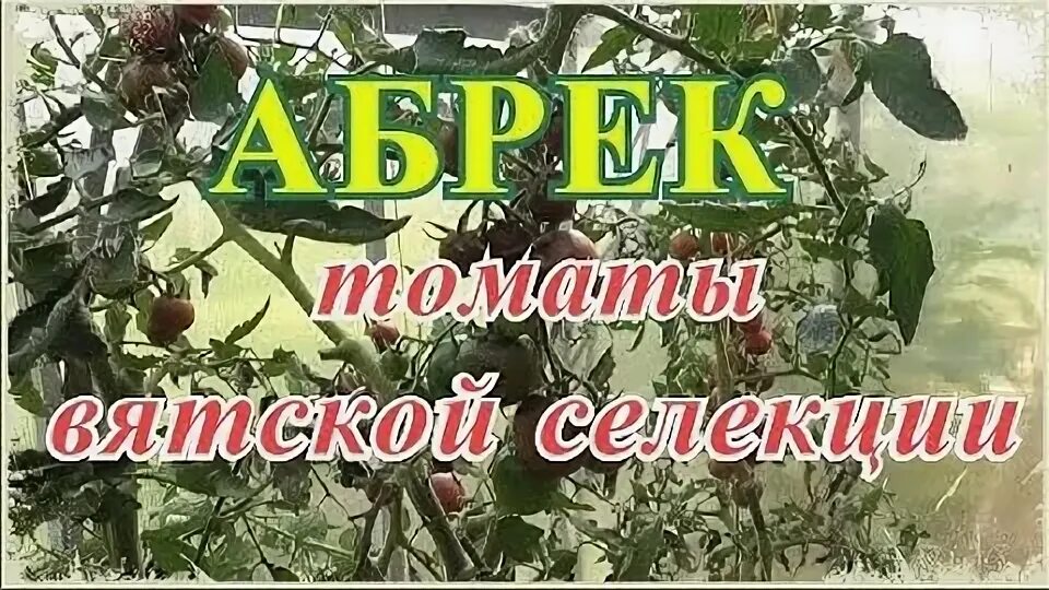 Томат абрек отзывы. Томат чепецкий f1. Сорта помидоров абрек. Помидоры абрек описание сорта. Томат семейный агросемтомс.
