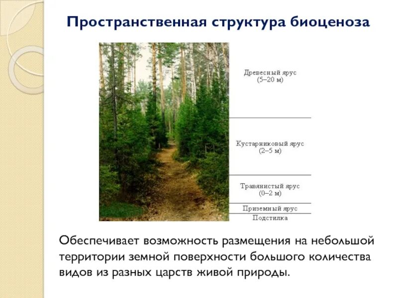 Пространственная структура биоценоза ярусность. Ярусы лесного биоценоза. Биоценоз соснового леса пространственная структура. Пространственная структура биогеоценоза ярусность.