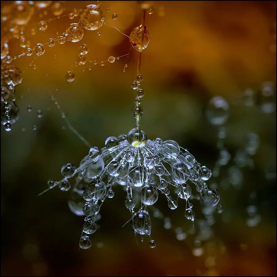 Дождевая капелька. Красивый дождь. Капли дождя. Роса на паутине. Дождик капли.