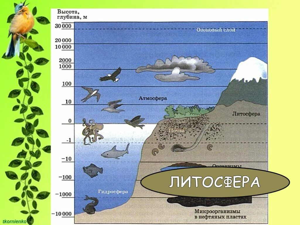 Распределение организмов в биосфере рисунок. Биосфера распределение живых организмов на земле. Распространение жизни в биосфере схема. Биосфера — область распространения жизни рисунок. Чем определяются границы распространения живых организмов