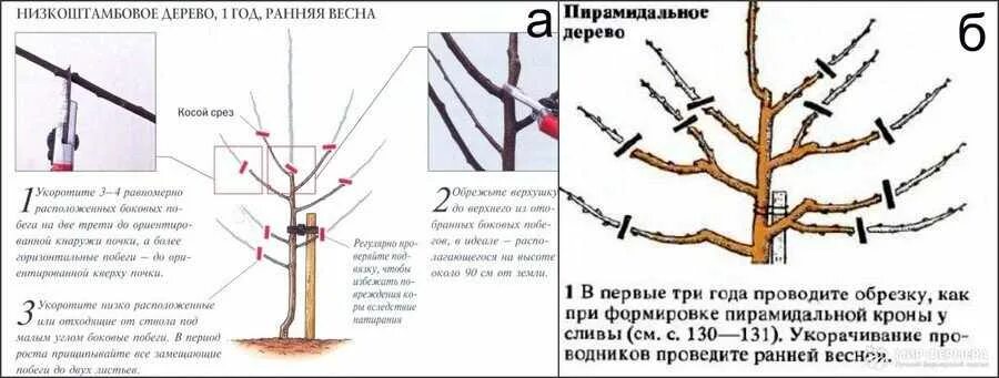 Как обрезать молодую черешню. Весенняя обрезка черешни 3 года. Обрезка годовалой вишни весной. Обрезка черешни весной. Обрезка кустовидной вишни весной.