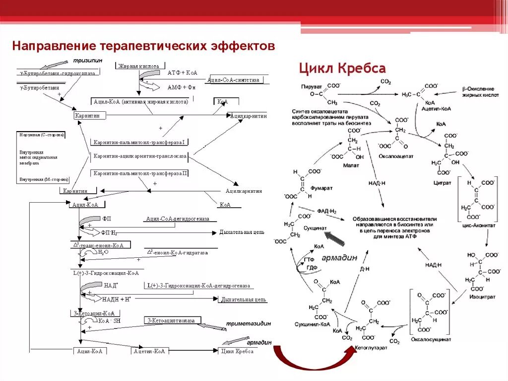 2 реакция цикла кребса