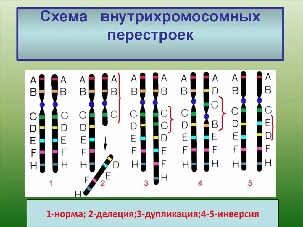 Хромосомные мутации методы генетики. Хромосомные мутации дупликация. Схема дупликации хромосом. Хромосомные мутации аберрации перестройки. Внутрихромосомные перестройки.