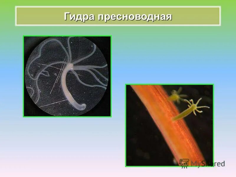 Выделительная система пресноводной гидры. Пресноводная гидра особенности. Особенности строения пресноводной гидры. Кишечнополостные пресноводная гидра. Пресноводная гидра особенности.