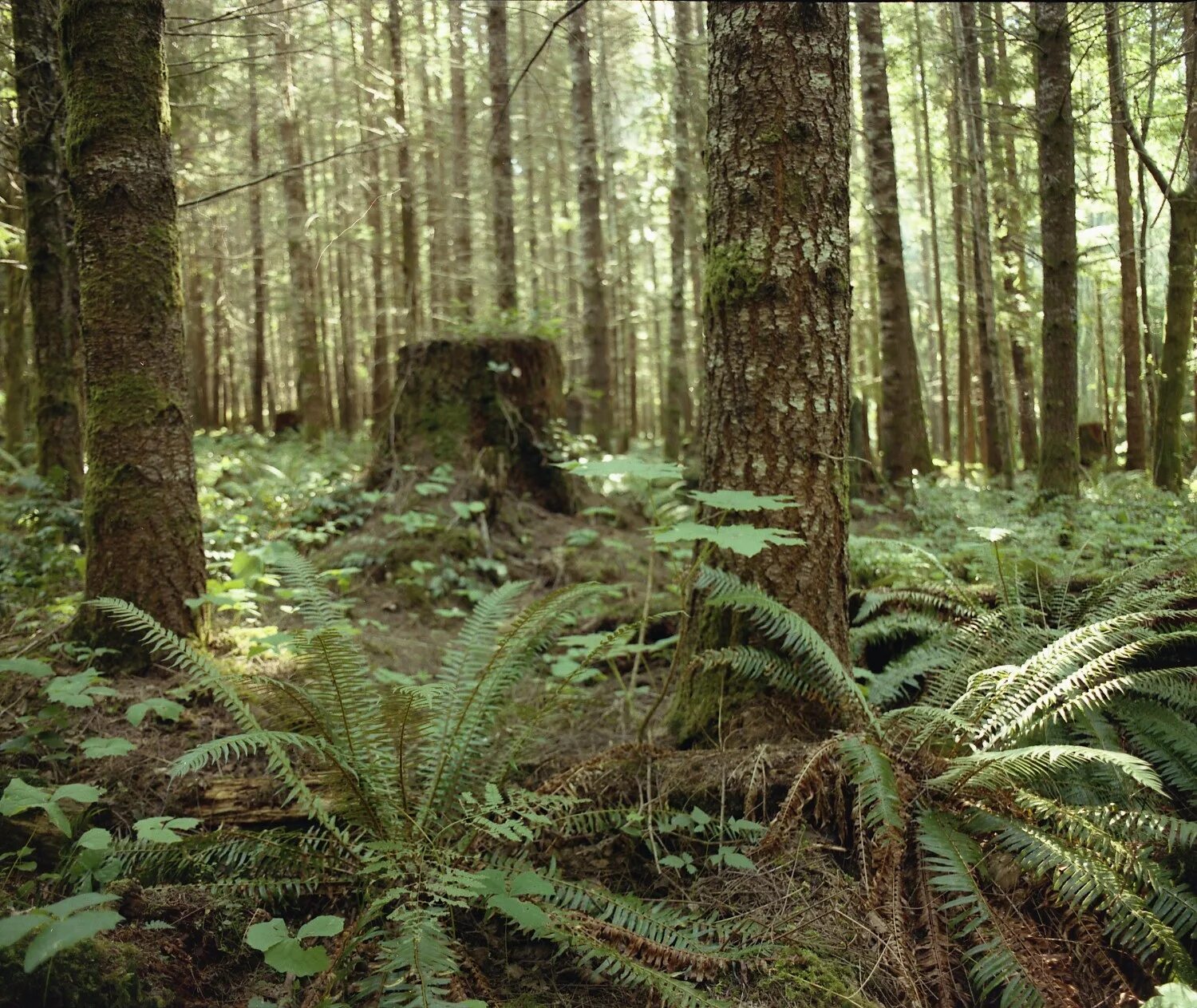 Carbon forest. Леса поглотили. Заброшенный форт в лесу. Тропический лес бразилии. Первобытные буковые леса карпат.