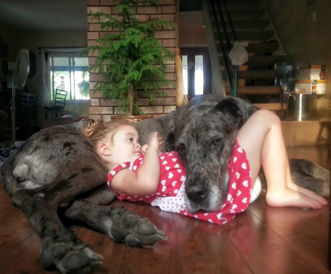 Люблю больших собак. Дети и большие собаки. Большая собака и маленький ребенок. Огромная собака с ребенком. Собаки для дома с детьми.