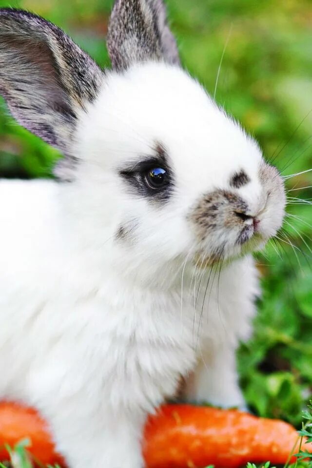 5 кроликов. маленькие кролики. включи картинку кролика. красивый зайчик. милые зайчики.