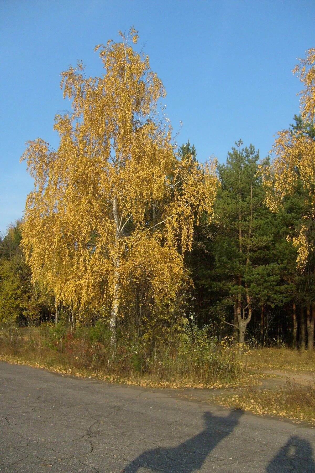 Пожелтели березки. Береза желтая (Betula costata). Желтая береза Канада. Желтая береза дальнего Востока. Канадская береза.