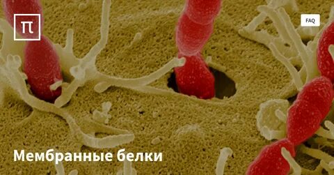 Коралловые бактерии