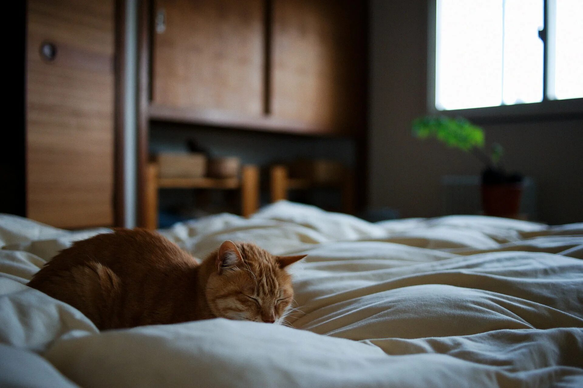 Котик в кровати. Кошачья кровать. Никуда спи