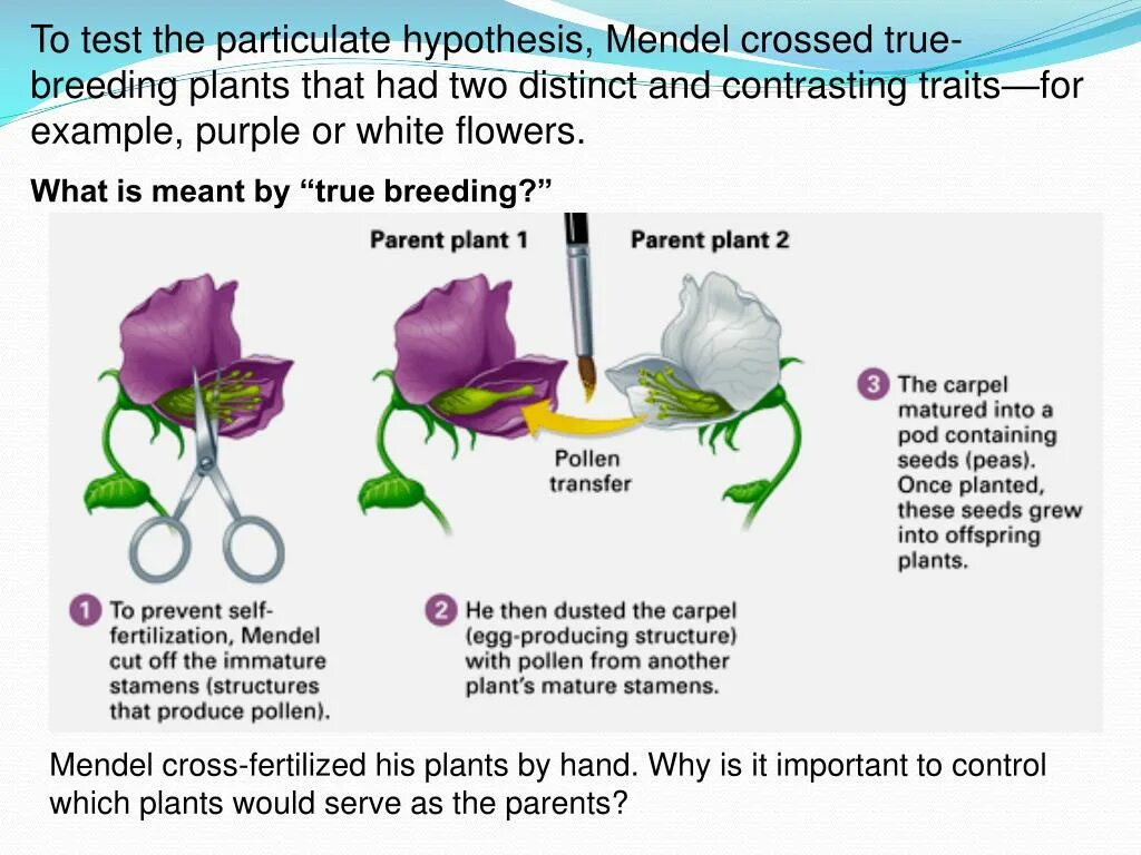 Mendel Theory. Plant parents. In the first Experiment, how does Mendel Cross the Pea Plants?. Plant breeding