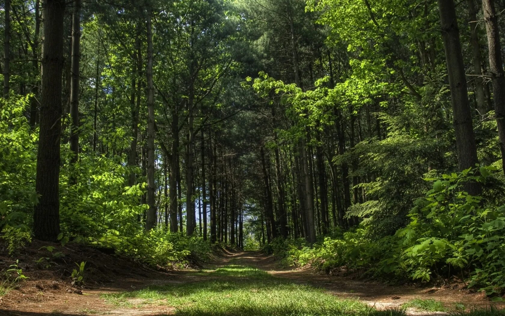 Forest clearing. Красивый лес. Красивые леса. Тропинка в лесу. Фон леса.