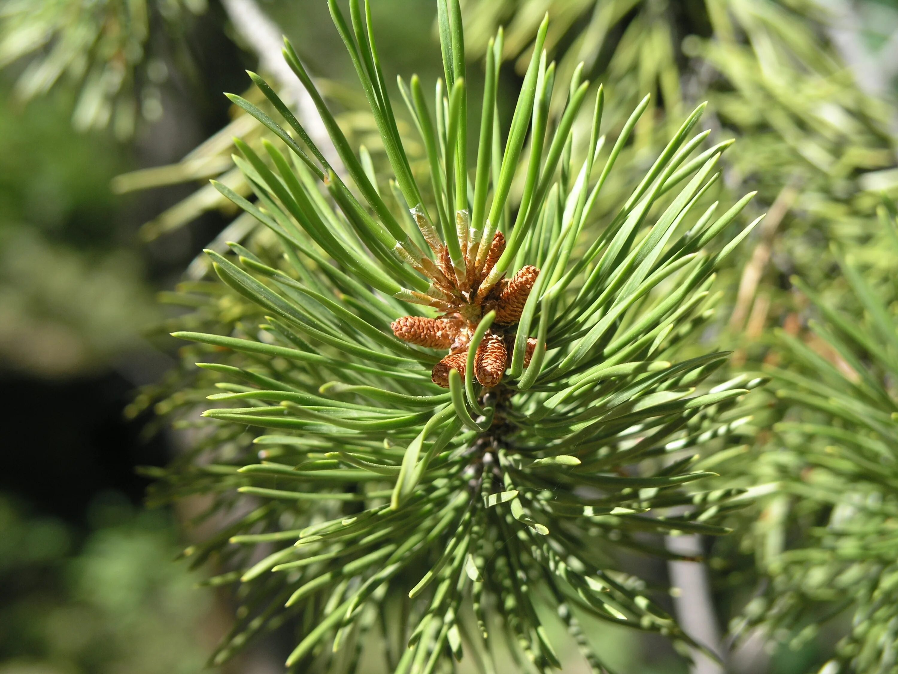 Хвойные сосновые. Хвоинки сосны. Хвоя сосны обыкновенной. Pinus Sylvestris шишка. Иголочки сосны обыкновенной.