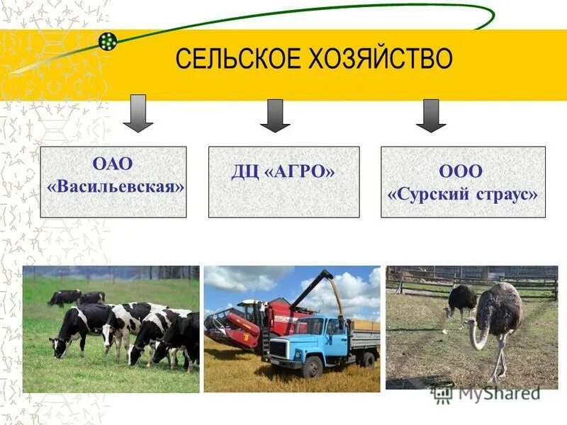 Сельскохозяйственное акционерное общество. Стенд сельское хозяйство. Сельскохозяйственное акционерное общество. Акции 1992 года. Агрокредиты.