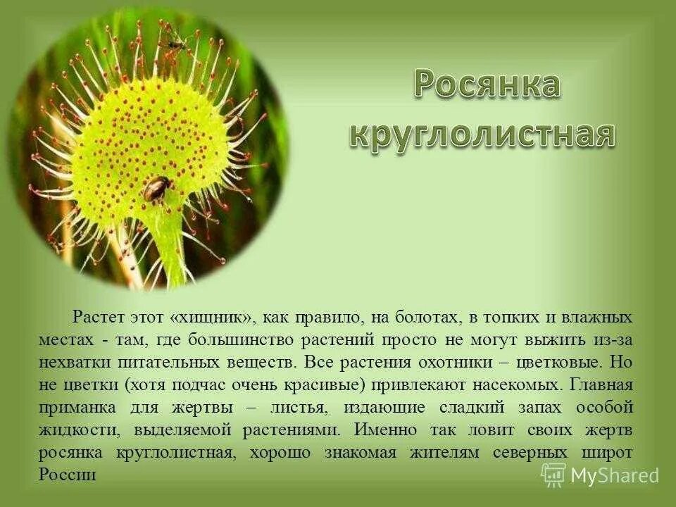 Сообщение по биологии 6 класс