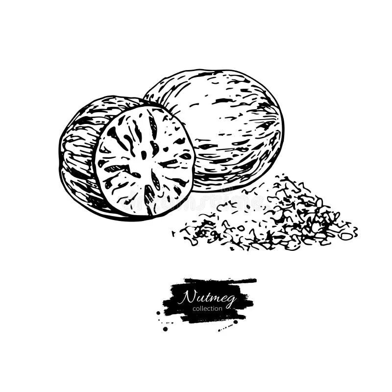 Мускатный орех акварель. Мускатный орех nutmeg 113. Мускатный орех рисунок от руки. Мускатный орех. Мускатный орех на прозрачном фоне.
