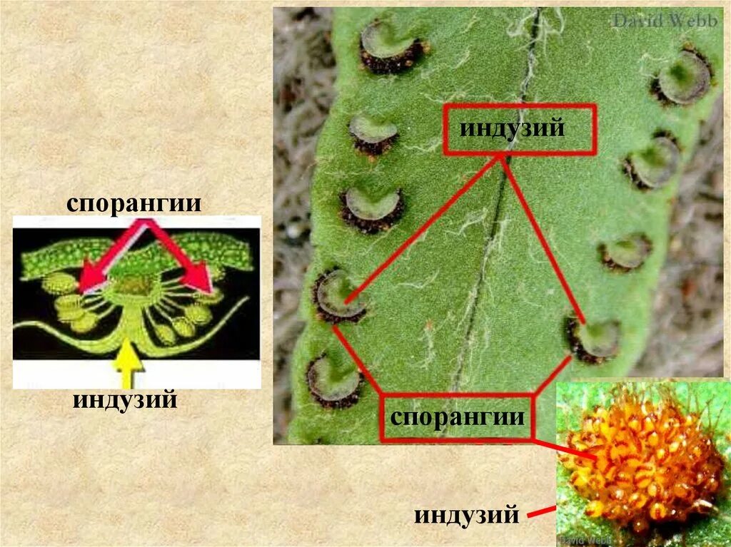 Спорангиев сорус папоротника. Индузий папоротника это. Сорусы с индузием. Сорусы папоротника. Сорусы и спорангии.