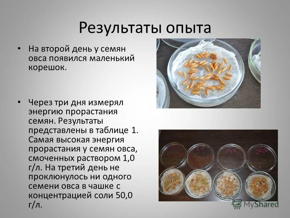 ученики проводили опыты по проращиванию семян пшеницы