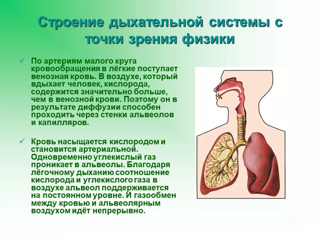 Дыхание 5 групп. Дыхательная система человека. Строение дыхательной системы. Строение системы органов дыхания. Дыхательная система доклад.