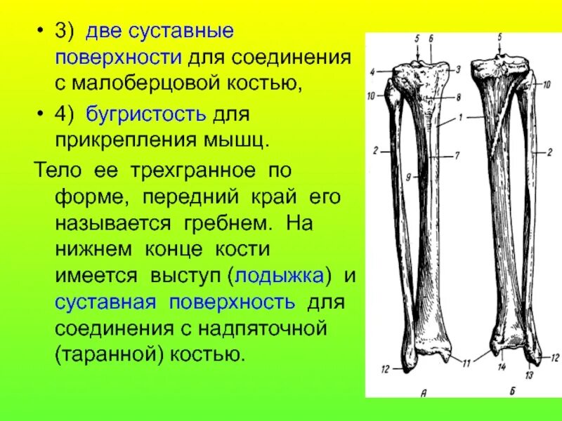 Малоберцовая кость анатомия медунивер. Суставная поверхность головки малоберцовой кости. Головка малоберцовой кости анатомия. Головка большеберцовая кость анатомия.