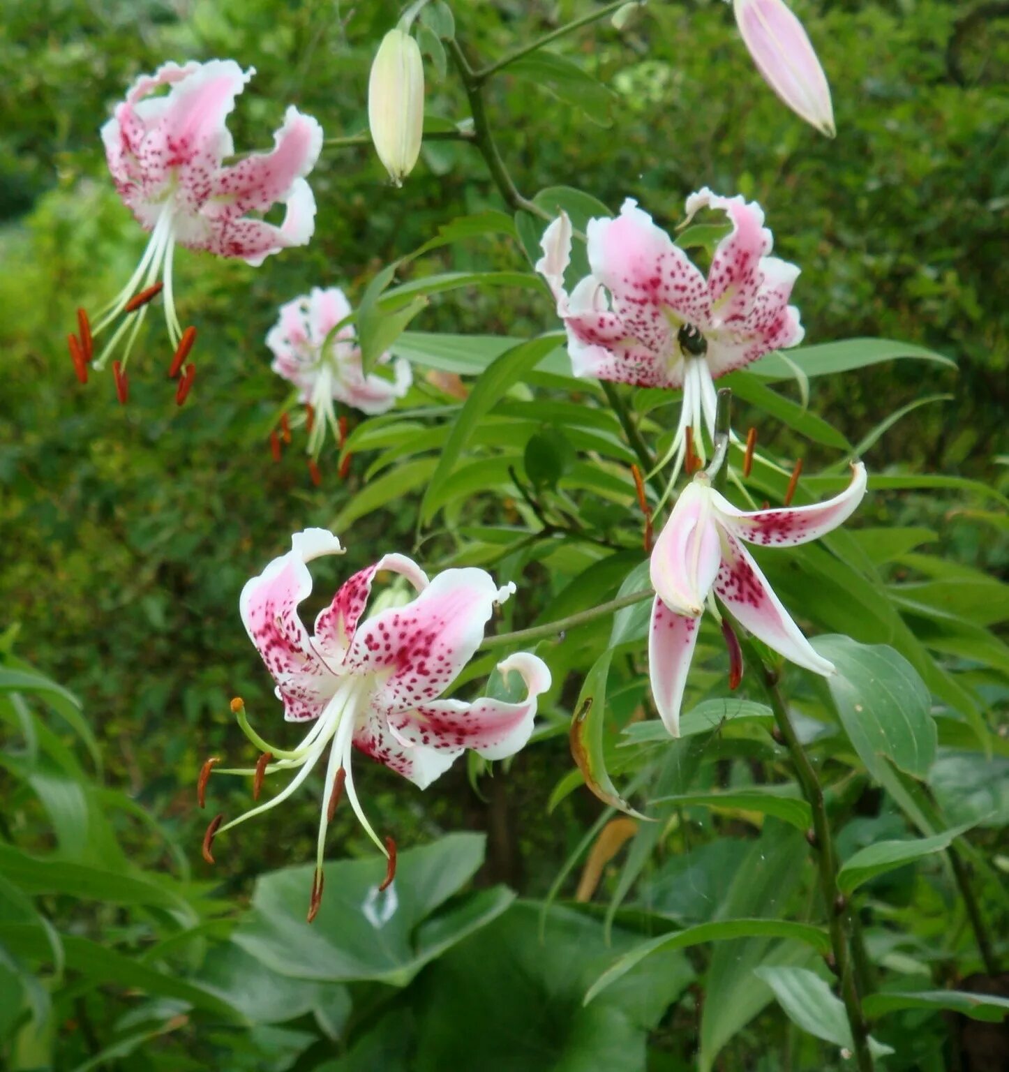 Лилия прекрасная рубрум. Лилия speciosum rubrum. Лилия видовая рубрум. Лилия рубрум Учида видовая.